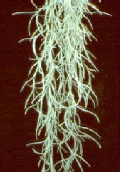 T. usneoides