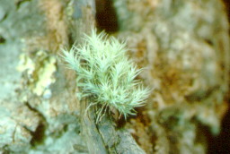 Tillandsia tricholepis