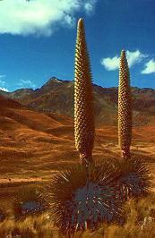 Puya raimondii