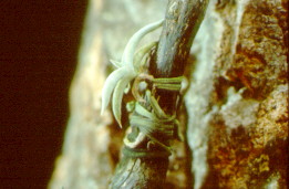 Tillandsia gilliesii