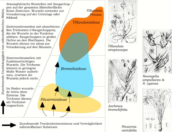 Anpassungsstufen der Bromelien