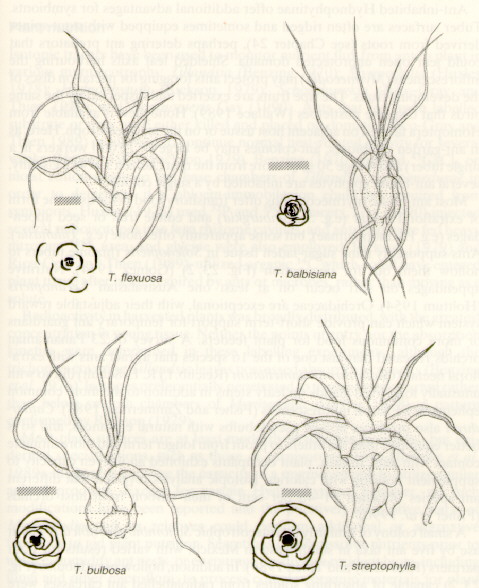 Tillandsia flexousa, Tillandsia balbisiana, T.bulbosa, T. streptophylla