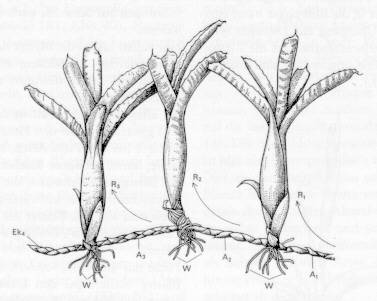 Neoregelia ampullaceae