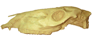 Schaedel von Pliohippus