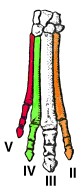 Vorderfuss Hyracotherium bunt