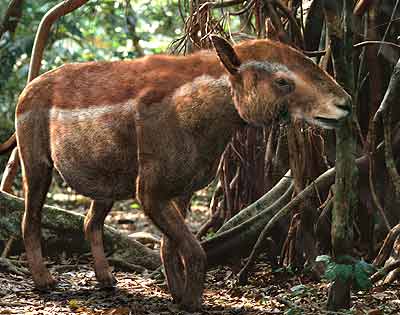 Propalaeotherium Rekonstruktion