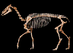 Skelett Hypohippus