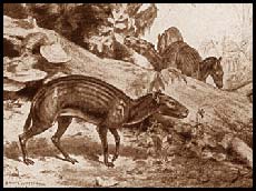 Hyracotherium Charles Knight