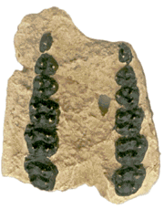 Zaehne von Hyracotherium