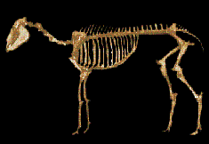Skelett Merychippus