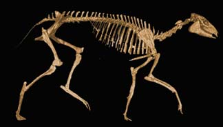 Skelett Mesohippus