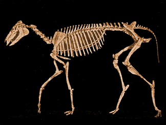 Skelett Miohippus
