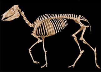 Skelett Neohipparion