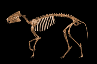 Skelett von Orohippus