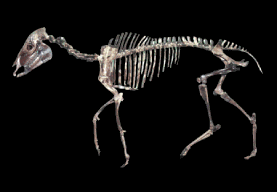 Skelett von Parahippus