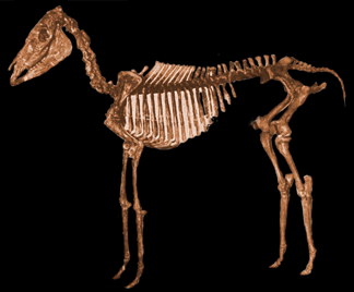 Skelett Pliohippus