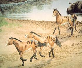 Darstellung von Pliohippus