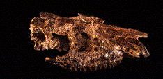 Schaedel eines Archaeohippus