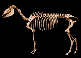 Skelett des modernen Pferdes
