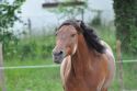 Bild 176