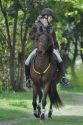 Bild 190