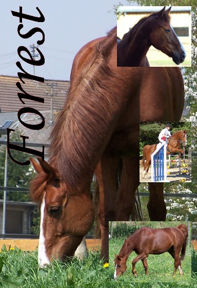 forrest.jpg
