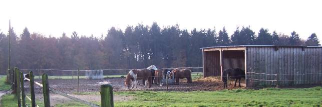 Islaenderwallache