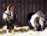 Magni und Max