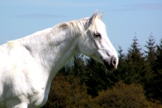 Perser