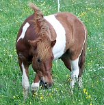 Raudi