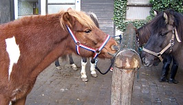 Raudi und Menja