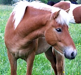 Skari