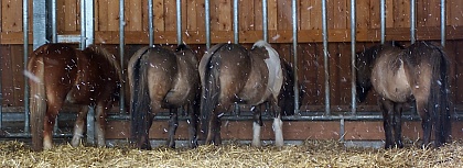Björd, Muska, Magna, Menja