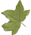 Acer campestre