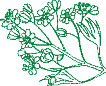 Blütenstand Spitzahorn