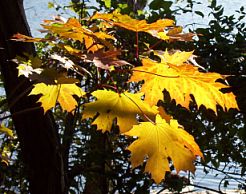 Acer platanoides Blätter im Gegenlicht, Maria Laach, Oktober 2003