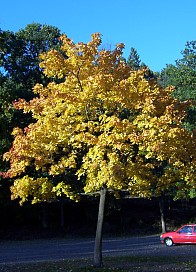 Acer pseudoplatanus Baum, Maria Laach Oktober 2003