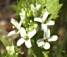 Alliaria petiolata