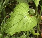 Alliaria petiolata Blatt1