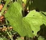 Alliaria petiolata Blatt2