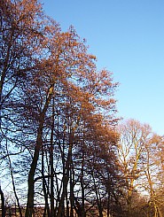 Schwarzerle Aspekt, März 2003