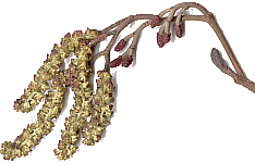 Alnus glutinosa Blüten gescannt März 2003