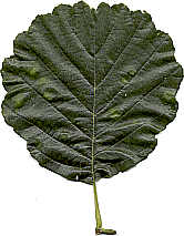 Schwarzerle Blatt gescannt