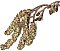 Schwarzerle