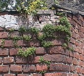 Asplenium ruta-muraria Wuchsort