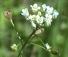 Capsella bursa-pastoris