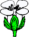 Blüte Hirtentäschelkraut