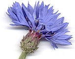 Blüte von der Seite