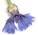 Aufgeschnittene Blüte