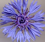Blüte von oben